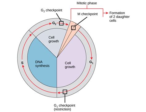 Cell Cycle Checkpoints Biology For Majors I