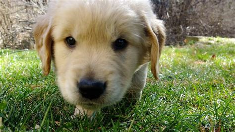 Cutest Golden Retriever Puppy Ever Tries First Creek Leap D Youtube