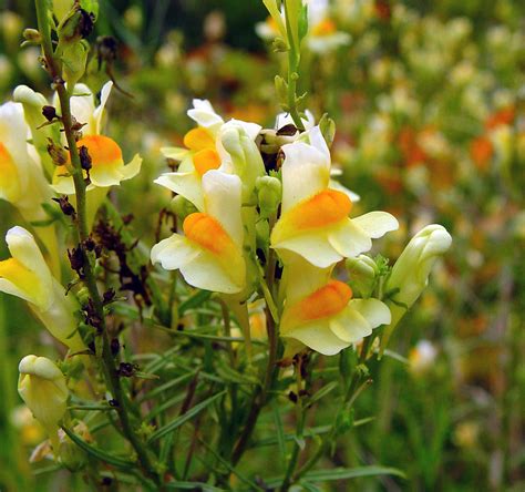 Linaria vulgaris (butter-and-eggs toadflax): Go Botany