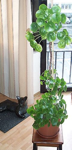 Wenn es zu einer blüte kommt. Pilea peperomioides - Ufopflanze | old one | the floralist ...