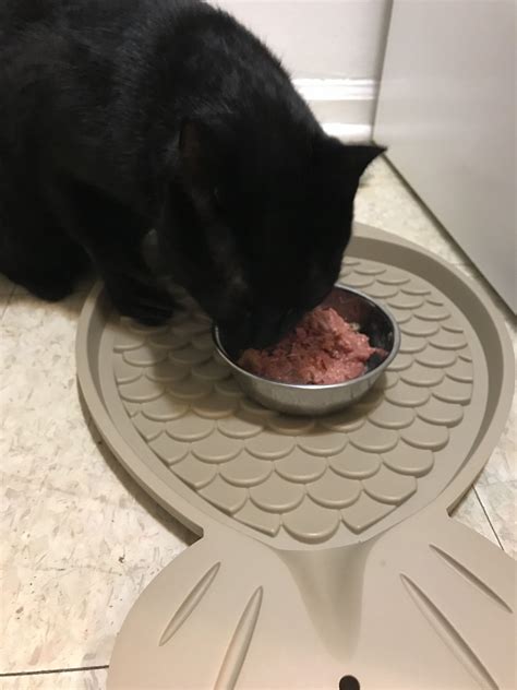If your companion has become ill or died as a result of the. Darwin's Raw Cat Food Review - Yeezy + Penny | Raw cat ...