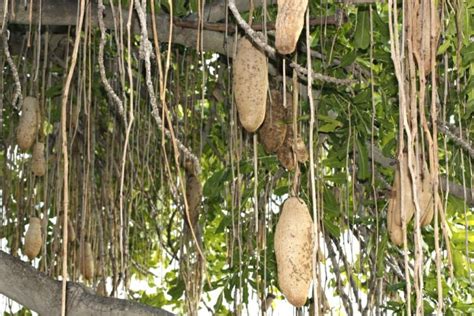 The Sausage Tree Is Native To Africa But Grows Well In South Florida