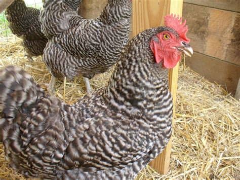 The kids will love them, we'll have fresh eggs every day, i promise to clean the yard and the coop, no it won't smell, trust me — and on and on. 5 Tips For Raising Backyard Chickens