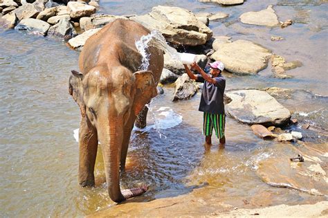 Edit Free Photo Of Elephant Bath Maha Oya River Sri Lanka Pinnawala