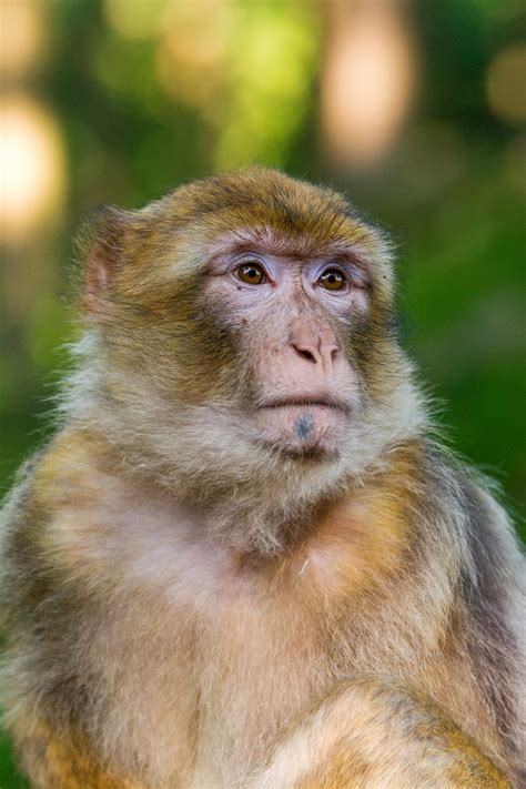 Barbary Macaque Free Stock Photo Public Domain Pictures