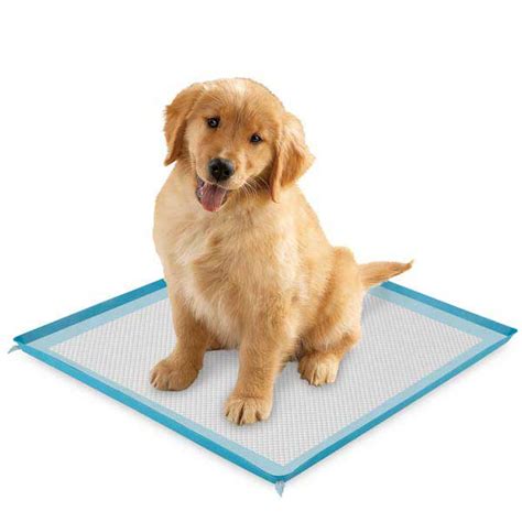Best chew toy we the best dog beds for labs and large dogs in 2020 reviewed was last. ClearQuest Silicone Puppy Pad Holder - Blue with Same Day ...