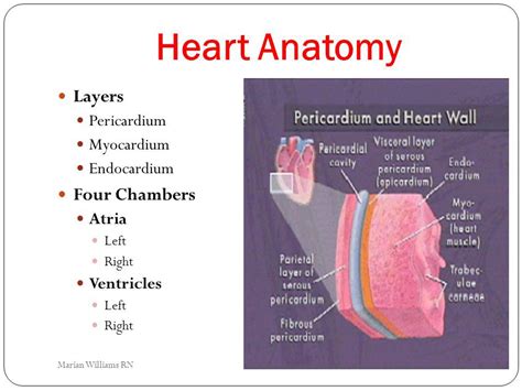 Layers Of Heart Emt Study Heart Anatomy Circulation System