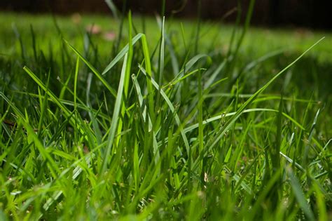 Long Green Grass Free Stock Photo Public Domain Pictures
