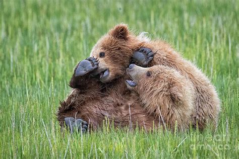 Wrestling Grizzly Bear Cubs Photograph By Rob Daugherty Pixels