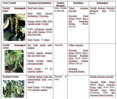 Harga jual merica yang selalu setabil ini membuat petani banyak yang berminat untuk membudidayakannya. Cara Tanam Lada Hitam Malaysia