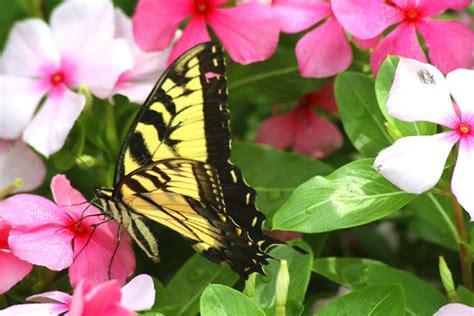 Butterflies And Flowers Mobile Wallpapers
