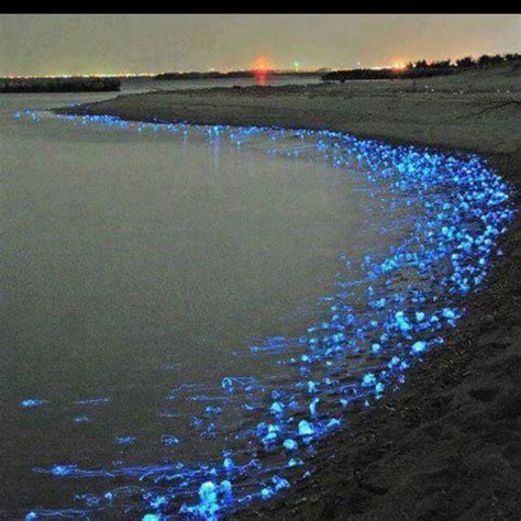 Glowing Firefly Squid From Toyama In Japan Nature Wonders Of The