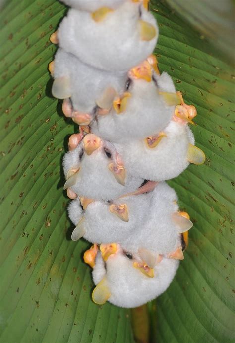 Honduran White Bats Honduran White Bats Live In Small Grou Flickr