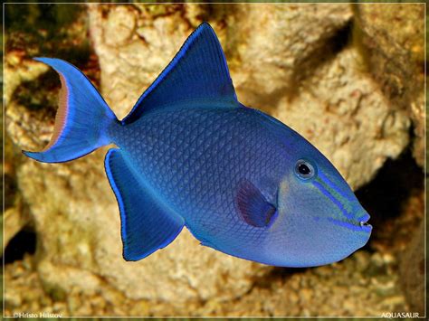 Redtooth Triggerfish