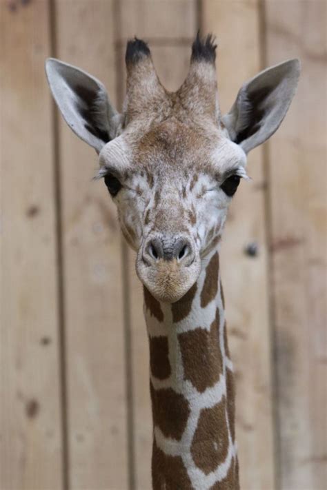 Mpenzi is now over 8 feet tall and 400 pounds. Come visit him at the