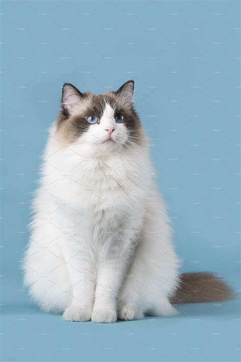 Pretty Ragdoll Cat With Blue Eyes Animal Stock Photos ~ Creative Market
