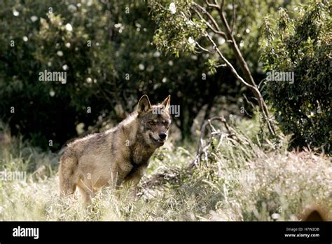 Iberian Wolf Canis Lupus Signatus Spain Stock Photo Alamy