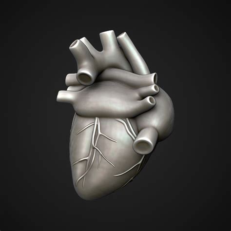 3d Heart Turbosquid 1551372