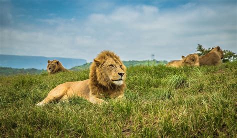 .los leones igualaron ante españa en un final caliente, todas las noticias de los leones están los leones hoy: La población de leones se reduciría a la mitad en los ...
