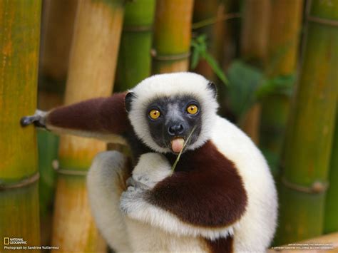 Animals Lemur Madagascar Desktop Wallpaper Nr 48903