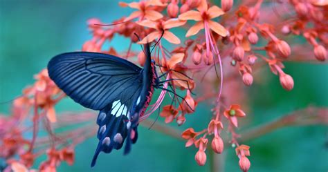 Download Butterfly On Flower Amazing 4k Ultra Hd Wallpaper