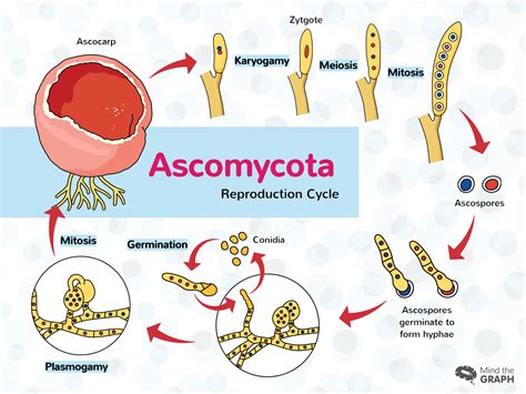 In both sexual and asexual reproduction, fungi sexual reproduction introduces genetic variation into a population of fungi. Ascomycota | Mind the Graph