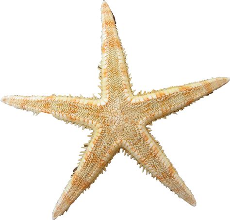 Yellow Cute Starfish Clipart 10 Free Cliparts Download Images On