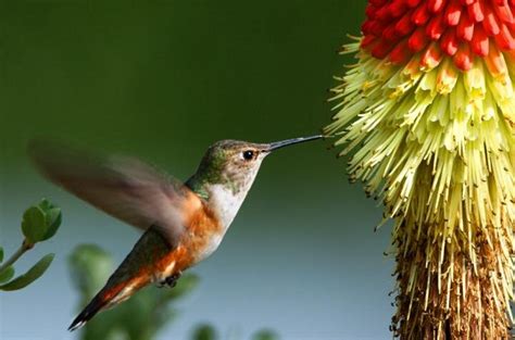For Rufous Hummingbirds Migration Looks Different Depending On Age And Sex
