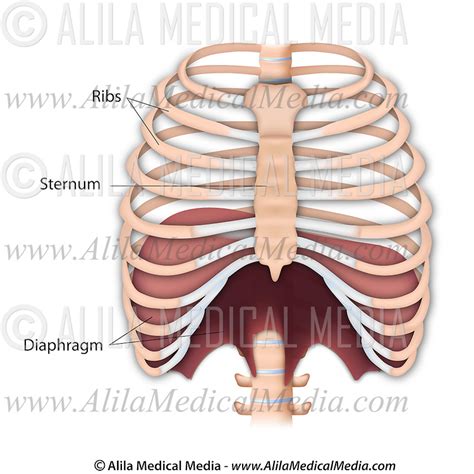 Rib cage, basketlike skeletal structure that forms the chest, or thorax, made up of the ribs and their corresponding attachments to the sternum and the vertebral column. The diaphragm labeled. | Alila Medical Images