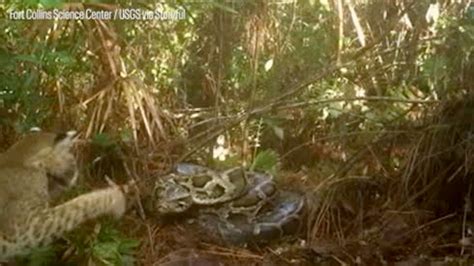 Watch Trailcam Spots Python Defending Eggs From Hungry Bobcat