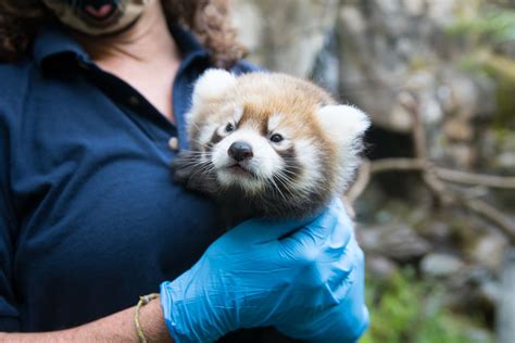 Its A Boy Oregon Zoos Baby Red Panda Gets First Vet Checkup