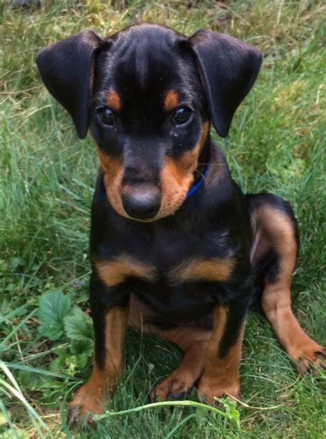 Waylongerman Pinscher 9 Weeks Oldlove Bug German Pinscher Dog