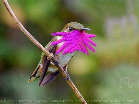 I used the jeffy seed starter soil. Elliotelfe (Atthis ellioti) in Guatemala