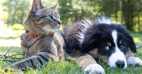 Which Dog Breeds Are Good With Cats