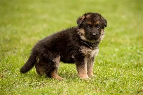 How To Care For Newborn German Shepherd Puppies Guides 2021