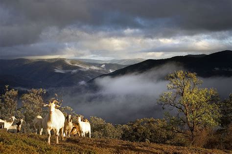 Filegoats In Mountains Wikimedia Commons