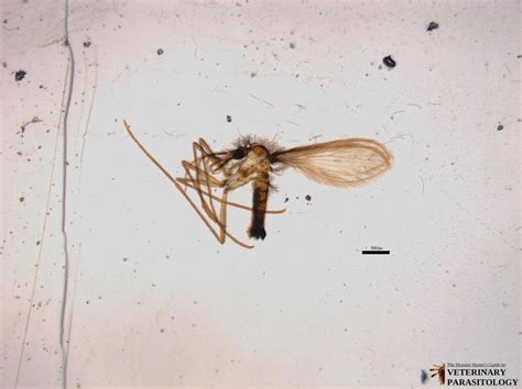 Lutzomyia Sp Flies Monster Hunter S Guide To Veterinary Parasitology