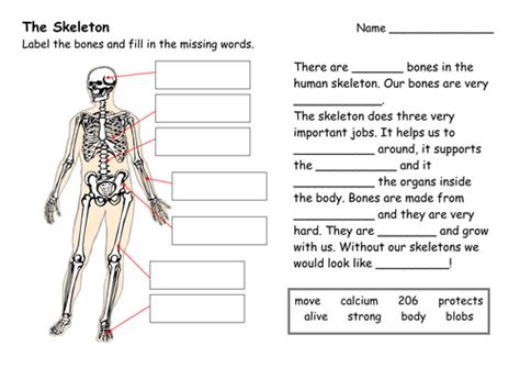 Kids will learn about the heart, lungs, liver, stomach, intestines, muscles, bones, and more. The Human Skeleton | Teaching Resources