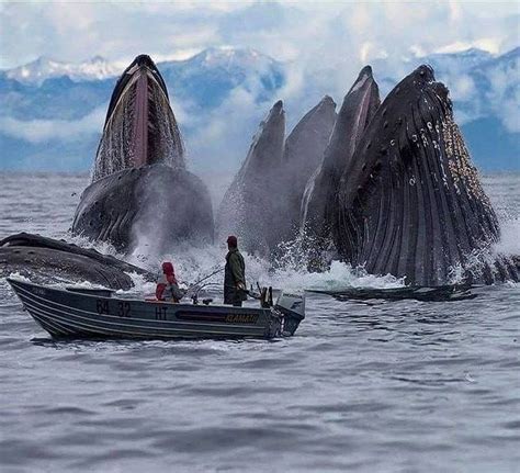 Whales At Svalbard Norway Ocean Creatures Whale Ocean Animals