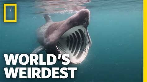 Great Whites Basking Sharks Seals Public Safety What You Should Do