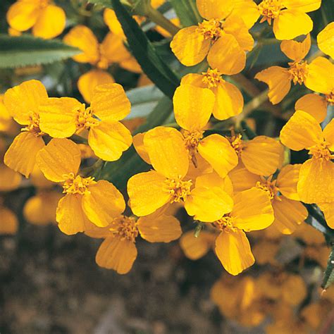 We did not find results for: Mexican Mint Marigold - Herb Seed | Johnny's Selected ...