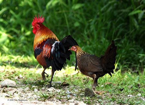 Red Jungle Fowl Chicken Wiki Fandom Powered By Wikia