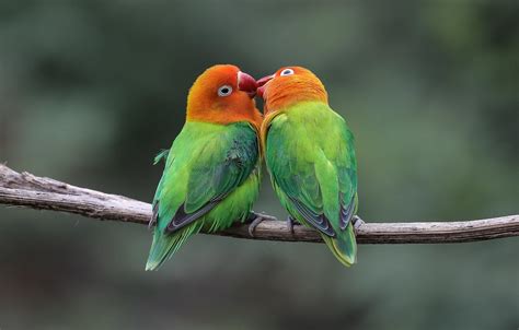 Wallpaper Birds Kiss Pair Parrots Images For Desktop Section