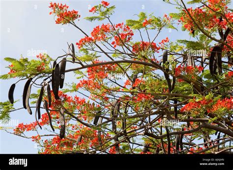 Poinciana Flamboyant Seed Pods Growing On The Caribbean Island Of