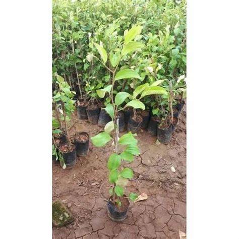 Well Watered Apple Ber Plant For Outdoor At Rs 45plant In East Godavari Id 22571664991