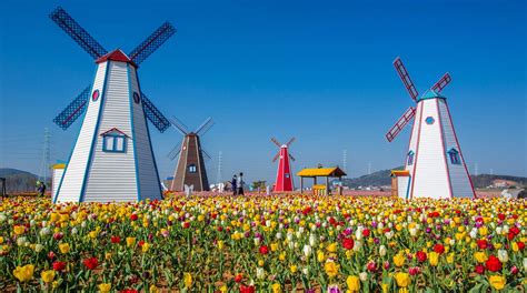 ¿por que le dicen holanda a los países bajos? Los tulipanes, exuberantes, originales y con colores ...