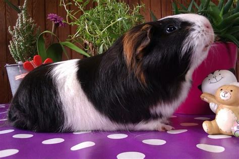During the game in harry potter: What Do Guinea Pigs Like To Play With? Top 10 Toy Ideas to ...