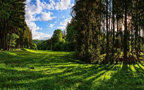 Download Wallpapers Augsburg 4k Summer Forest Hdr Beautiful Nature