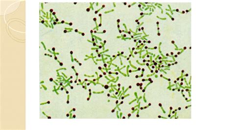 Practical No 13 Corynebacterium Mycobacterium Bacterial Shape Cocci
