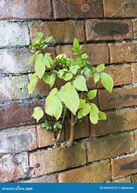 Plant Growing Between The Bricks Of A Wall Stock Image Image Of